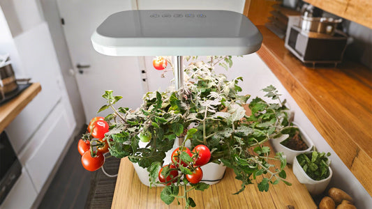 Awesome Plant 6Pro Review: How to Setup and Is It Worth It?