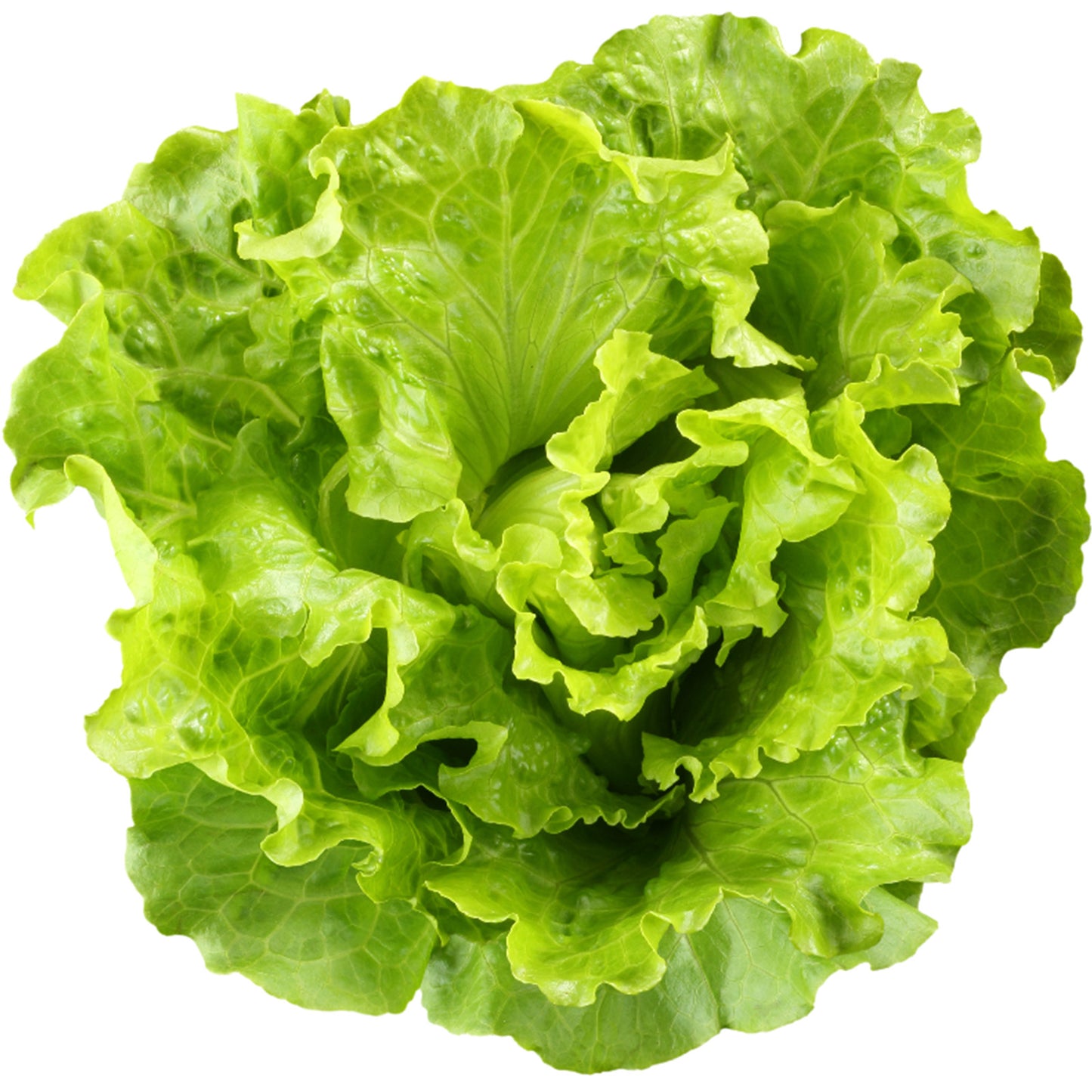 Lettuce Butterhead (20 Seeds) Crisp, clean salad green