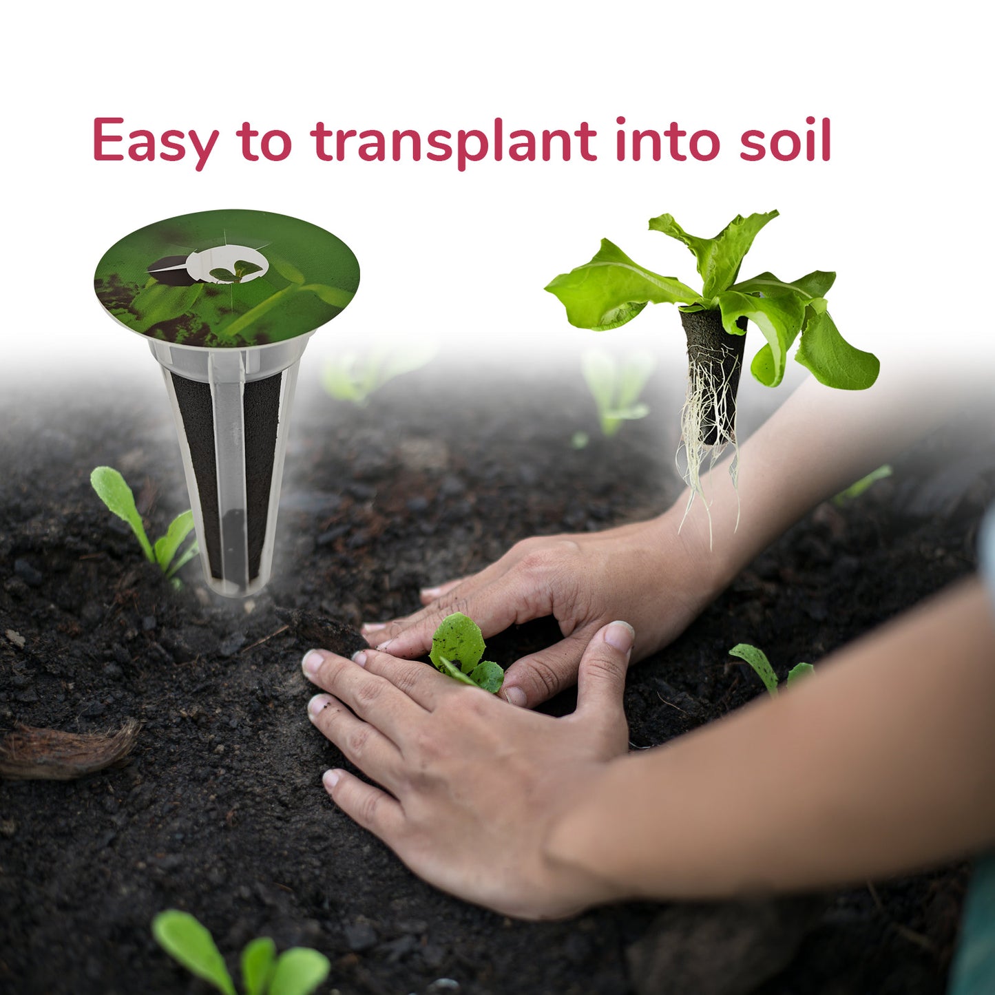 20 Pack Lettuce Seed Pod Kit