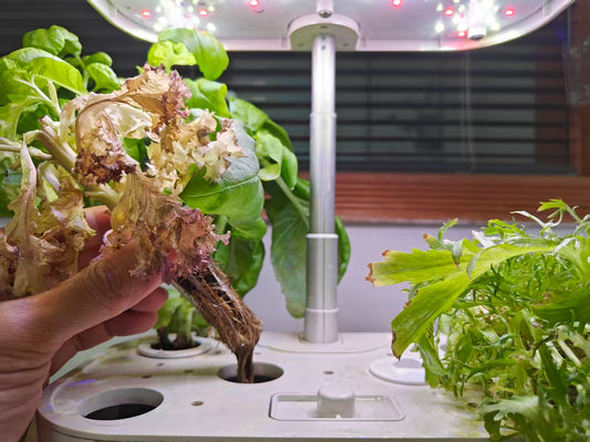 Why My Plants Are Dying and How to Prevent Root Rot in Hydroponic Garden