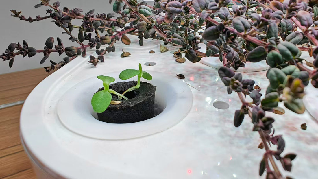 How to Increase Seed Germination Rate For Indoor Hydroponic Garden