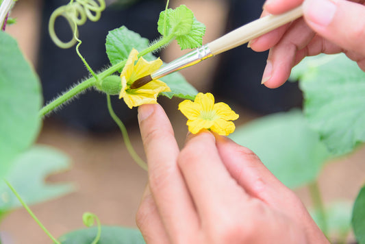 Pollinate to produce fruit on indoor hydroponic garden