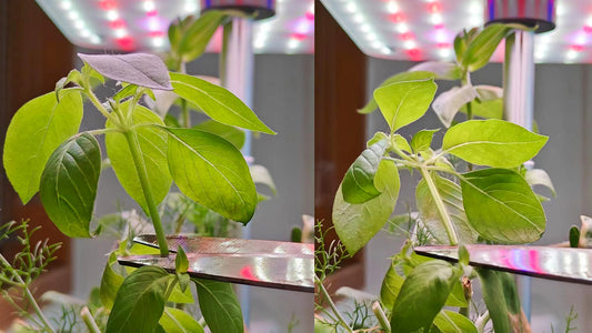 Prune your herbs on indoor hydroponic garden for better yield and beauty