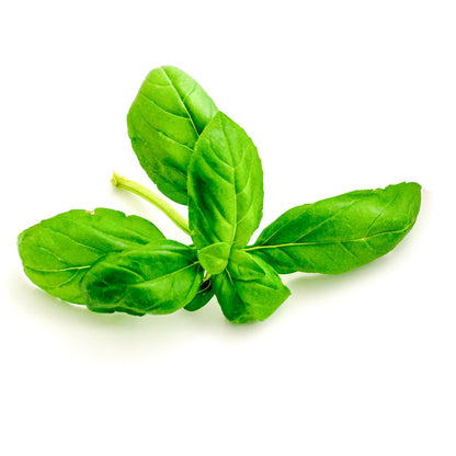 Basil (20 Seeds) Delicious and popular herb for many recipes