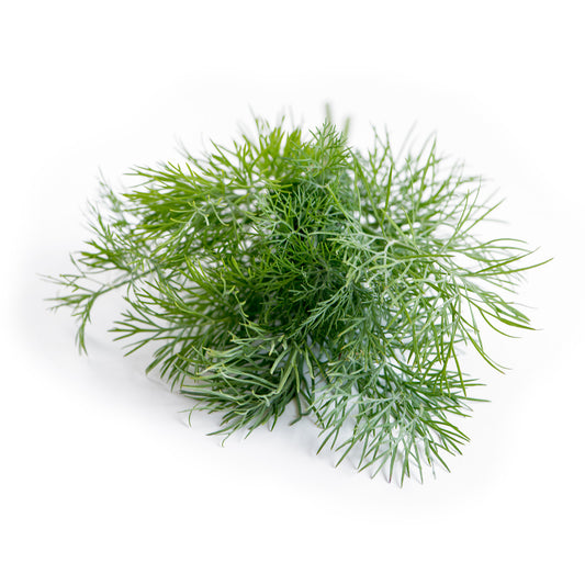 Dill (20 Seeds) Tangy aroma herb for many cooking recipes