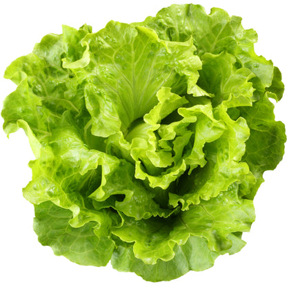 Lettuce Butterhead (20 Seeds)  Crisp, clean salad green