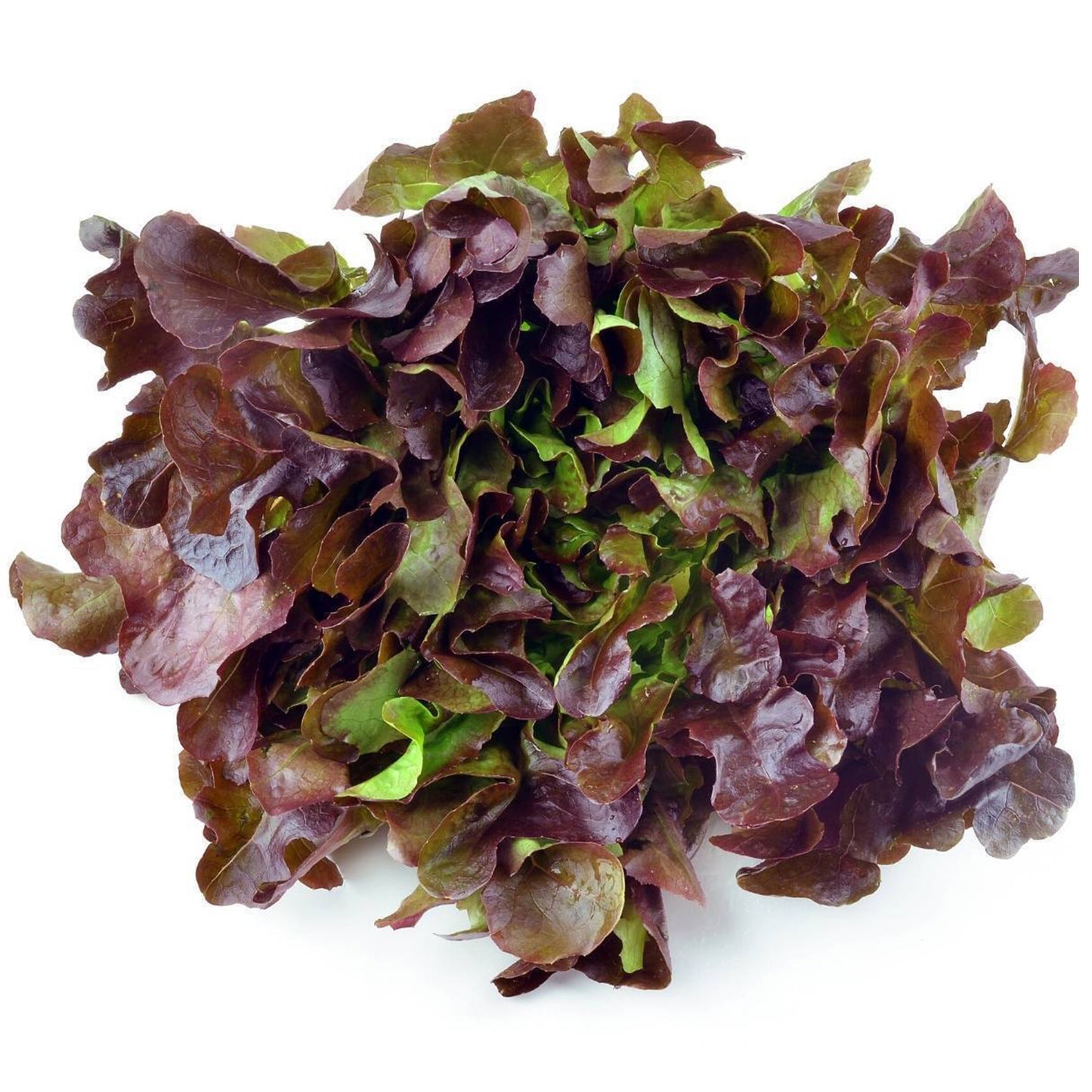 Lettuce Oakleaf (20 Seeds) Beautiful dark tender leaves and tasty for salad