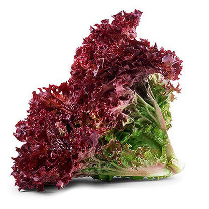 Lettuce Selway (20 Seeds) Beautiful magenta leaves salad green