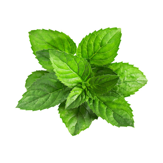 Mint (20 Seeds) Cool refreshing scent herb for many recipes and tea