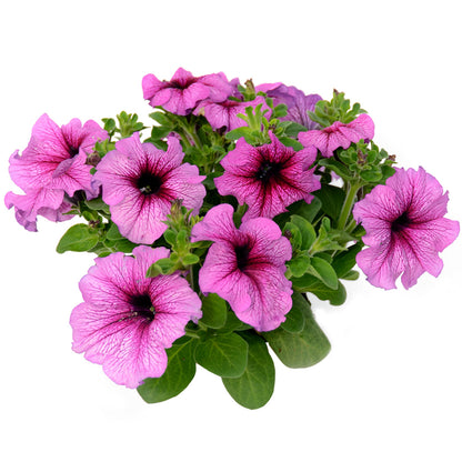 Petunia (20 Seeds) Beautiful vivid color flower