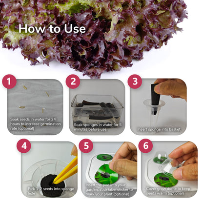 soak lettuce seeds before planting 20 Pack Lettuce Seed Pod Kit – Awesome Plant