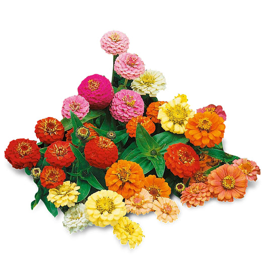 Zinna (20 Seeds) Beautifl mix color pom-pom shaped flower